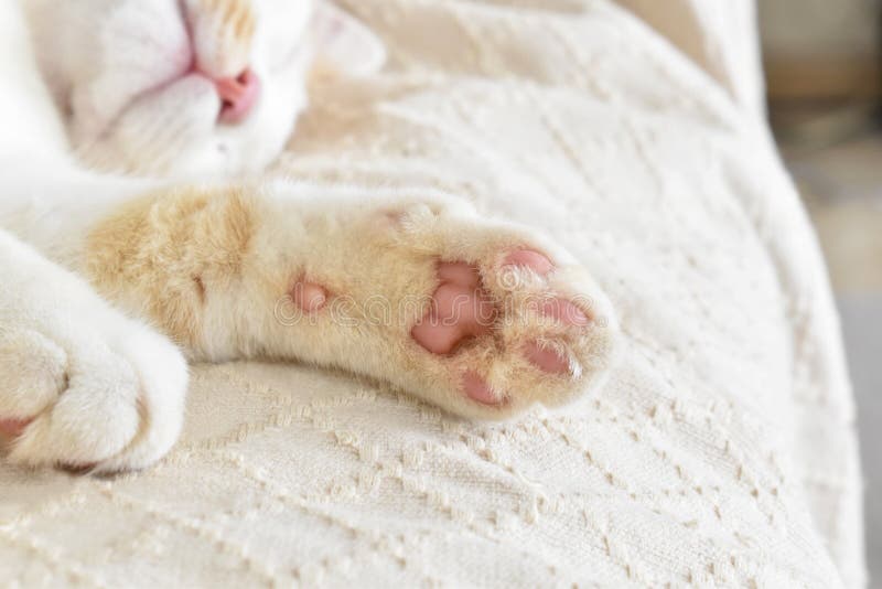 cat dry toe beans
