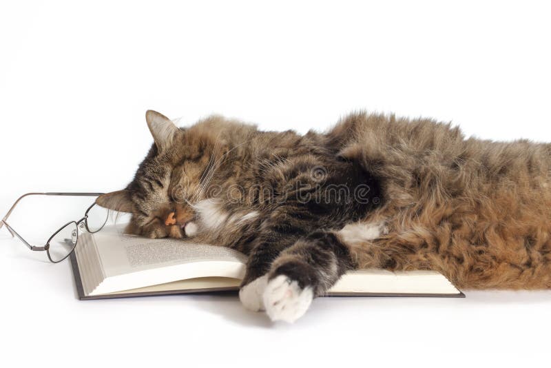 Cat Sleeping sul libro
