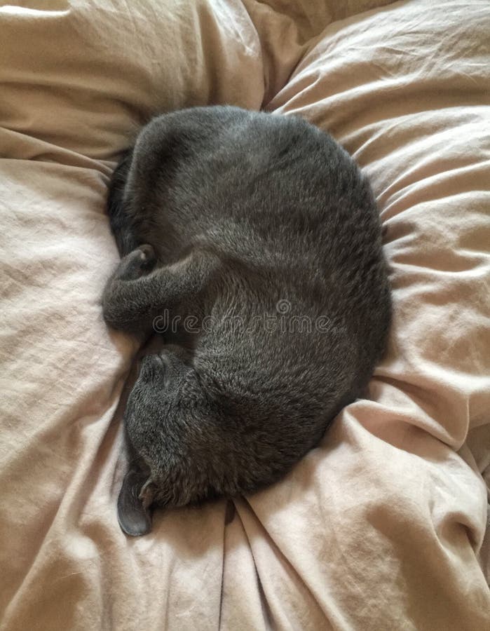 Cat Sleeping on Tan Blanket Stock Photo Image of mammal, animal