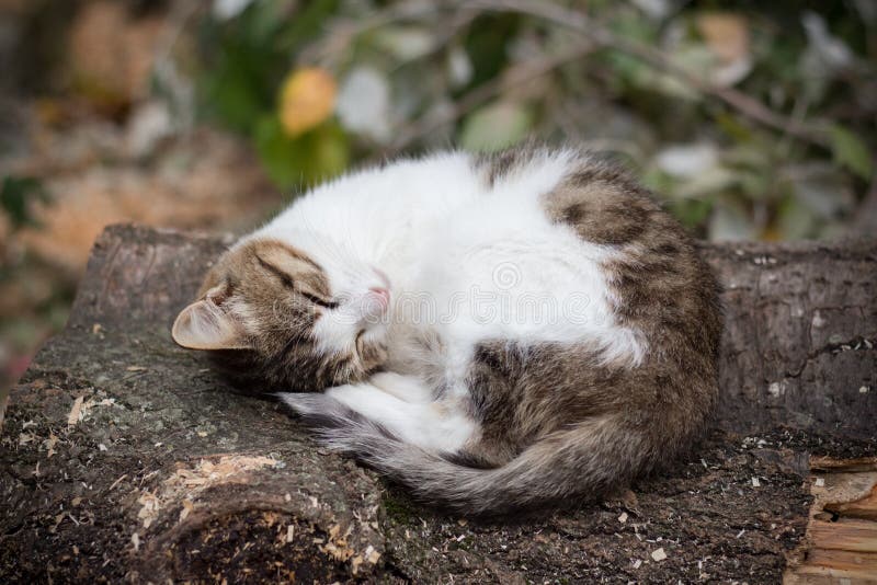 Gato es un durmiendo sobre el un árbol en.