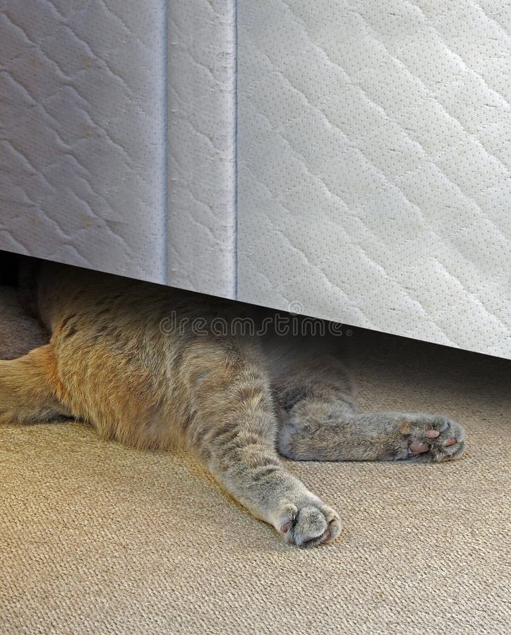 Cat sleeping under bed royalty free stock photo Cat sleeping under bed royalty free stock photo