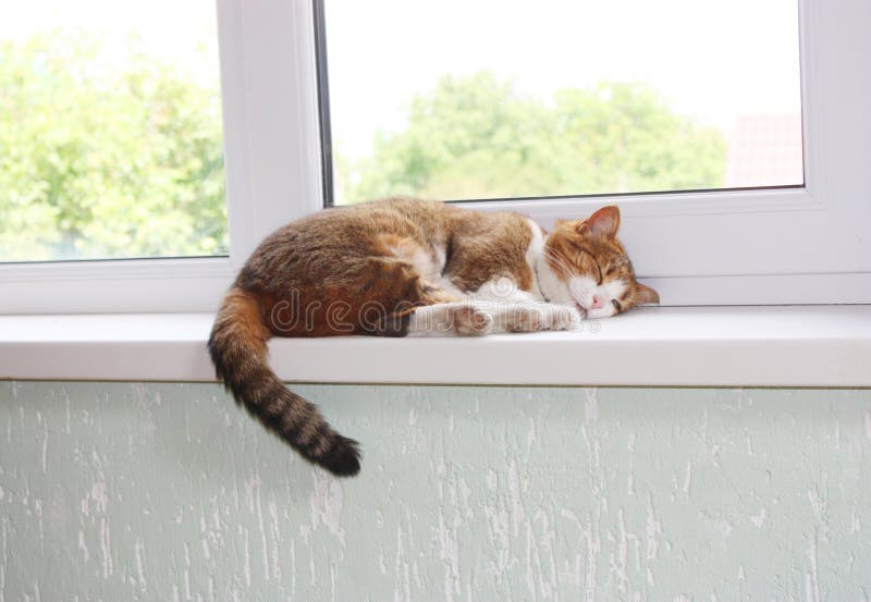 cat window sill