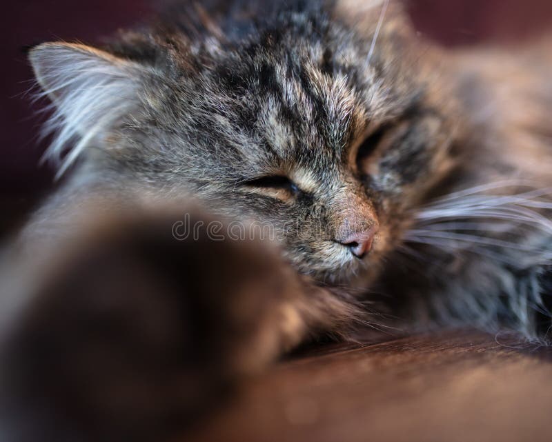 The Cat Sleeps on the Floor Stock Image Image of young, animal 211722593