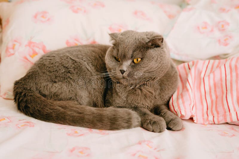 The Cat Sleeps with Its Nose Under Its Tail Stock Image Image of
