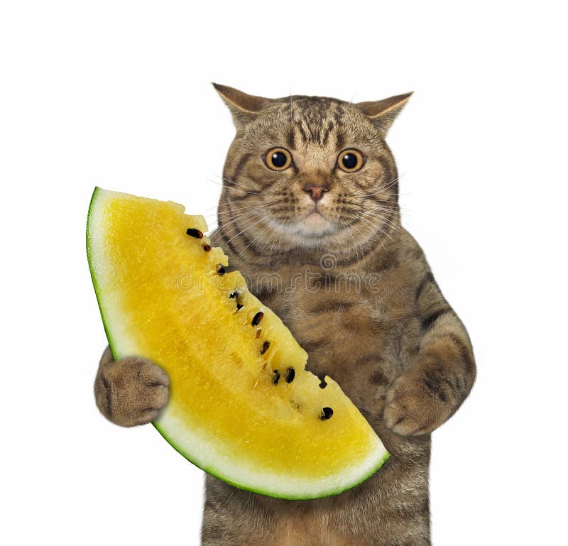 melon hat cat