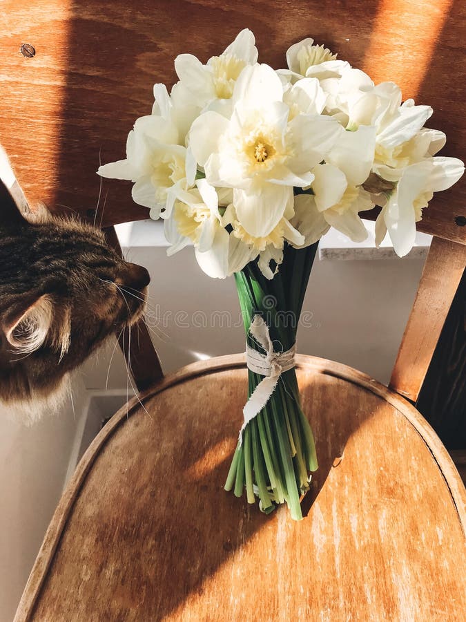 Cat smelling stylish daffodils on rustic wooden chair in sunny light. Fresh yellow flowers bouquet on chair, countryside still royalty free stock images Cat smelling stylish daffodils on rustic wooden chair in sunny light. Fresh yellow flowers bouquet on chair, countryside still royalty free stock images