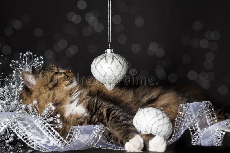 Cat Smiling à l'ornement de Noël images stock Cat Smiling à l'ornement de Noël images stock
