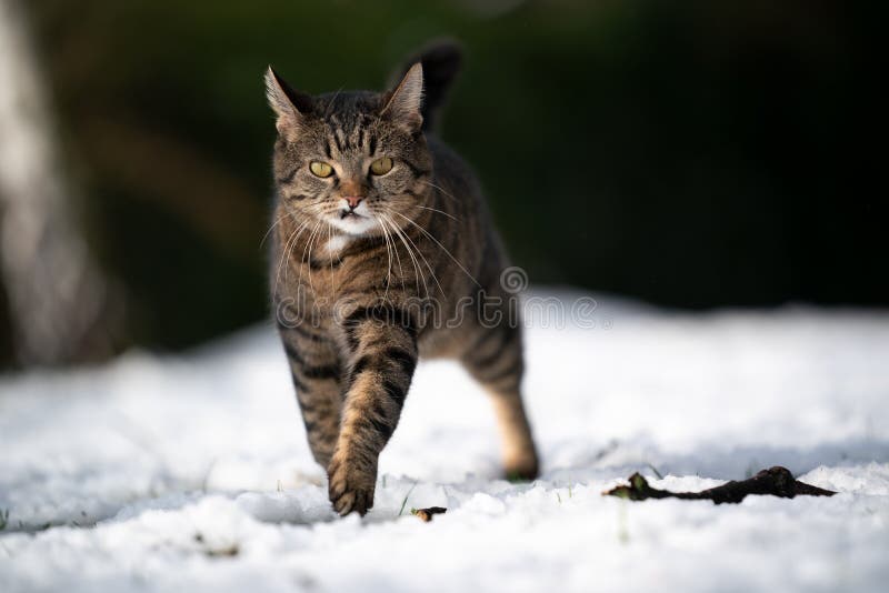 Cat with Snaggletooth Walking Outdoors Stock Image Image of crooked