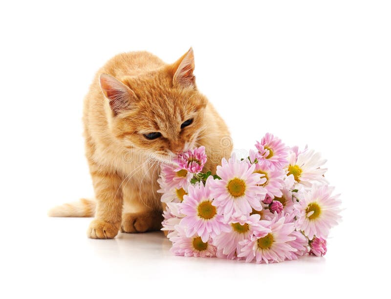 576 Cat Daisies Stock Photos Free & RoyaltyFree Stock Photos from