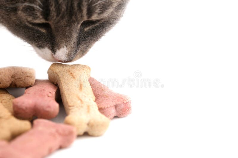 cat bone treats