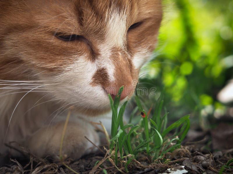 The Cat Sniffs the Grass. the Blade of Grass Crawling Tick Encephalitis