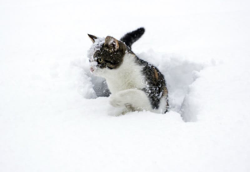 Cat in the snow