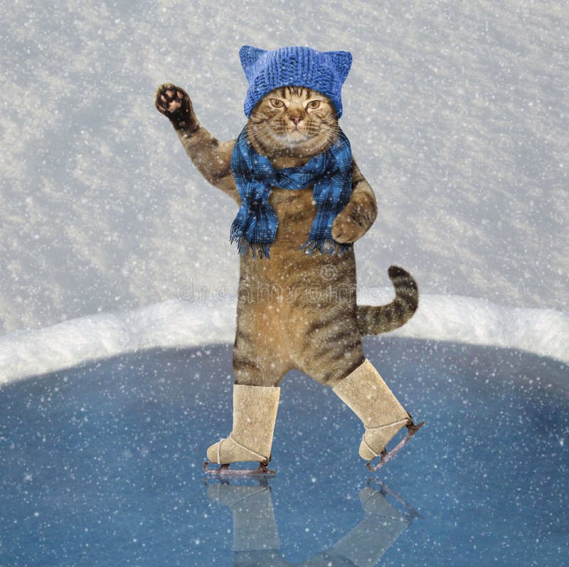 Cat and snow royalty free stock photos Cat and snow royalty free stock photos