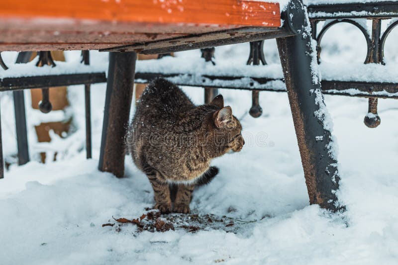 Cat in the snow under the bench royalty free stock image