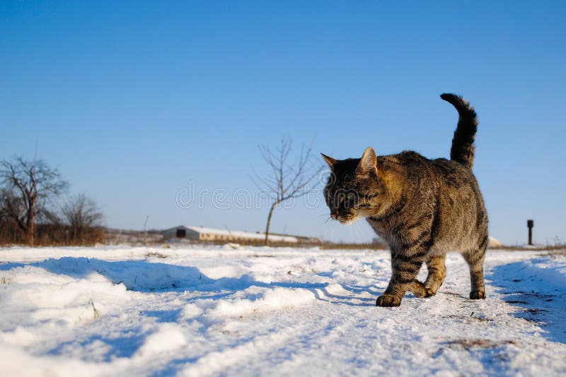 Cat tracks in snow. stock image. Image of hunt, snowy 13385613