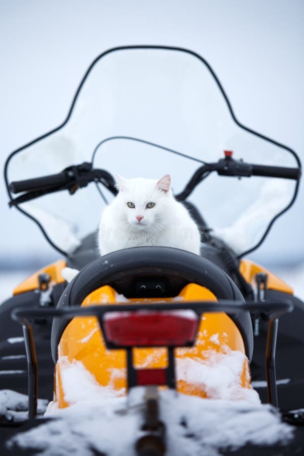 Cat in snowmobile stock image. Image of nature, white 29381109