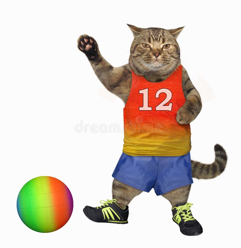 cat soccer jersey