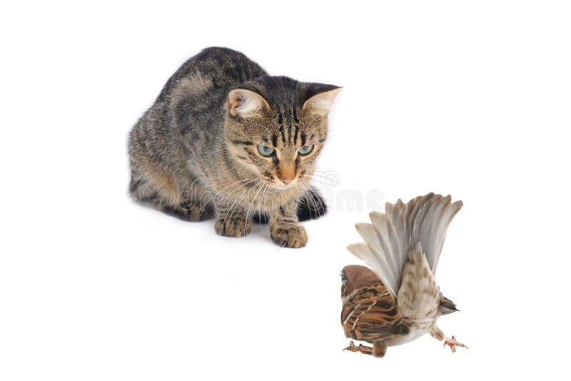 Cat with a sparrow