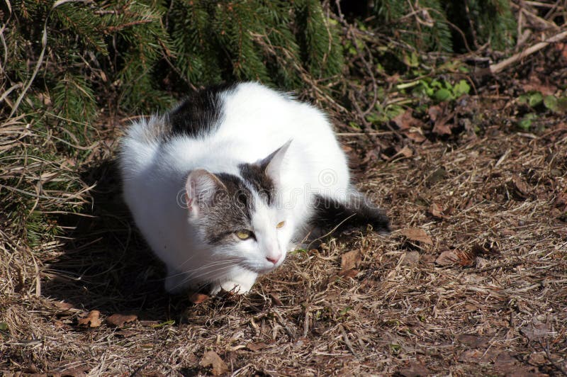 Cat and Spruce. Sense of Smell. Stock Photo Image of forest, fauna