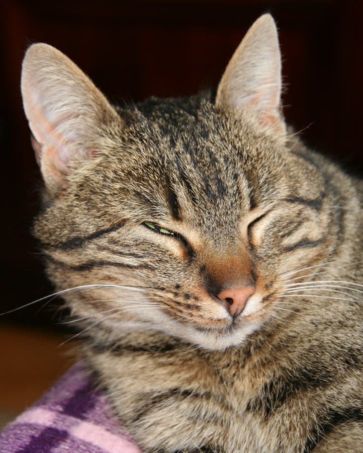 Cat squinting its eyes stock photo. Image of glance, feline 41640862