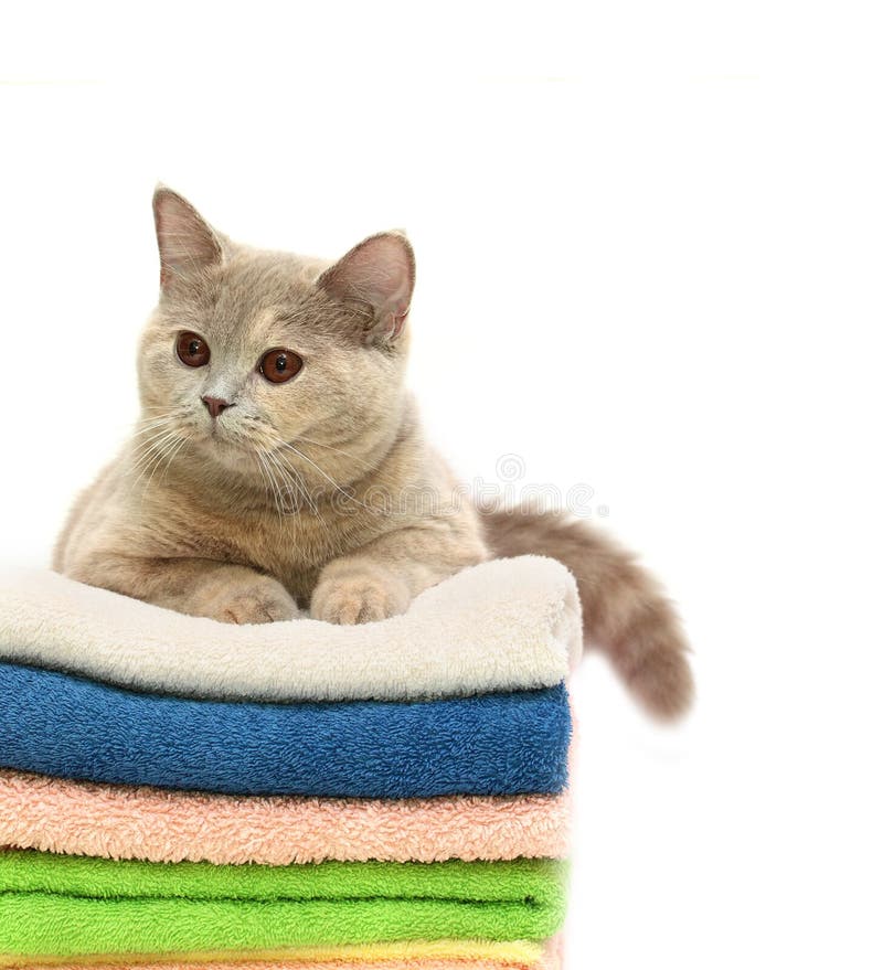 Cat on a stack towels