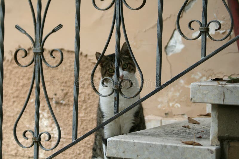 Cat on the stairs stock photo. Image of ornamental, open 133673954