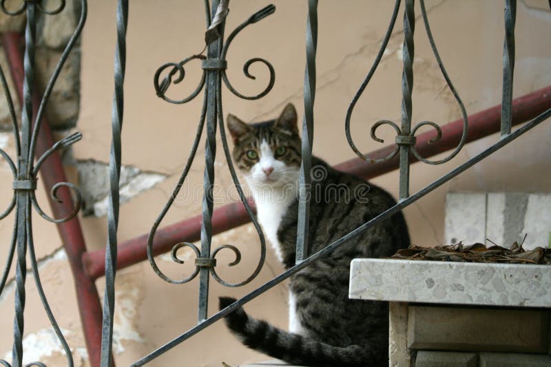 Cat on the stairs stock photo. Image of ornamental, open 133673954