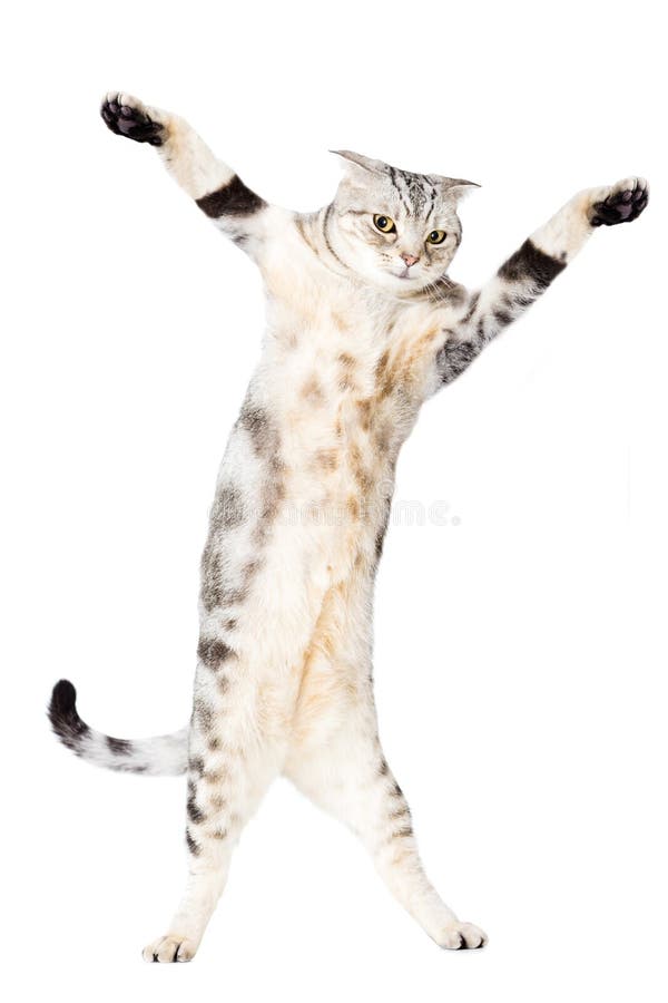 Dancing Cat