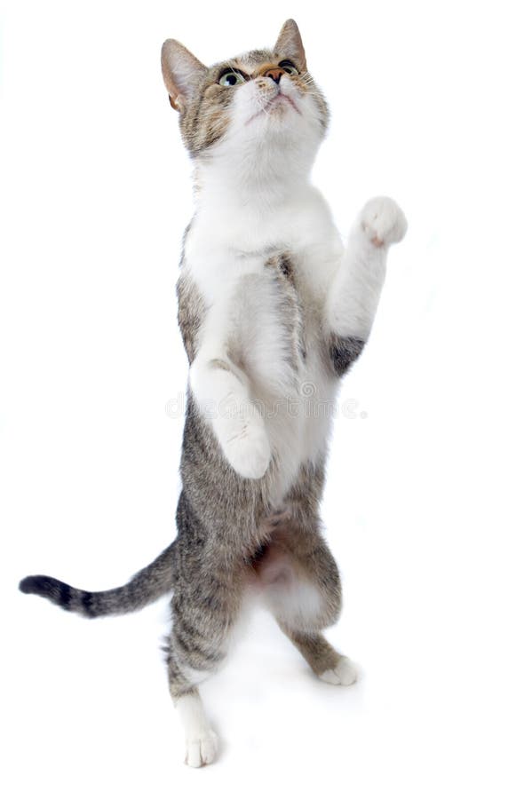 Cat Standing on Hind Legs