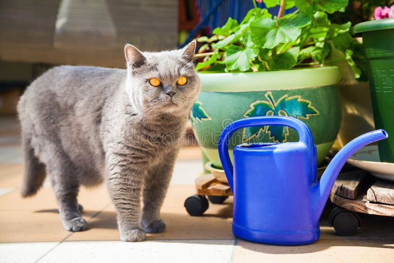Cat Standing Near the Blue Wateringpot Stock Image Image of animal