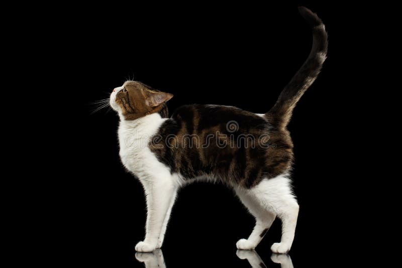 Cat Standing recta escocesa blanca divertida en fondo negro fotos de archivo Cat Standing recta escocesa blanca divertida en fondo negro fotos de archivo