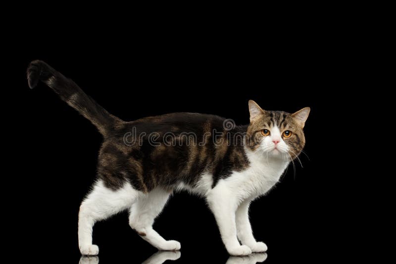 Cat Standing recta escocesa blanca triste en fondo negro imagen de archivo Cat Standing recta escocesa blanca triste en fondo negro imagen de archivo