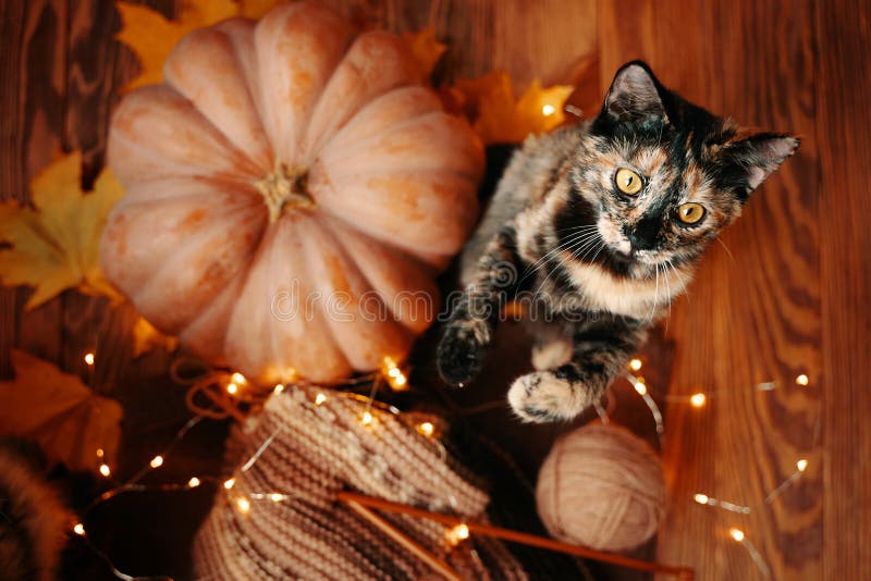 The cat stands on its hind legs on a wooden background.