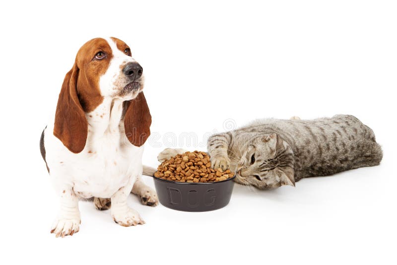 An upset Basset Hound dog sitting next to a playful cat that is stealing his food. An upset Basset Hound dog sitting next to a playful cat that is stealing his food