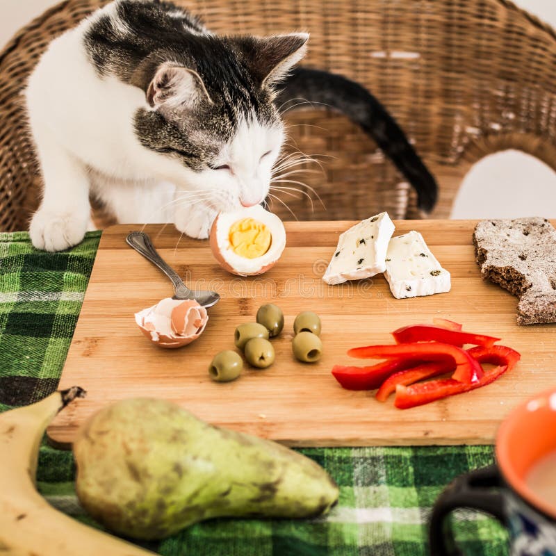 Cat Stealing an Egg from the Table Stock Image Image of animal