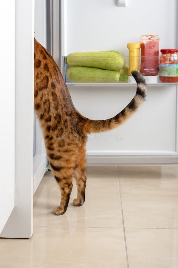 The Cat Steals Food from the Refrigerator Stock Photo Image of kitten