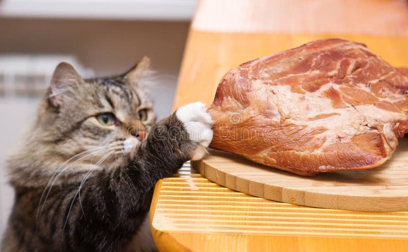 Cat steals piece of meat from the kitchen table