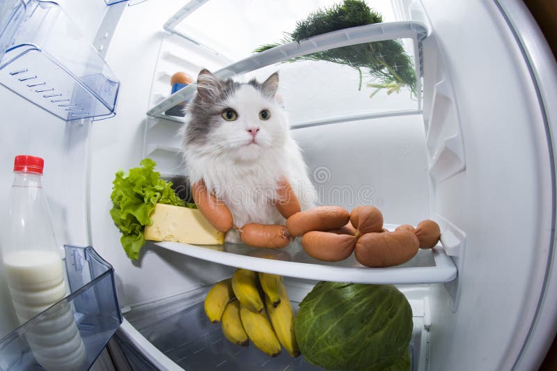 Cat Steals Sausage from the Refrigerator Stock Image Image of