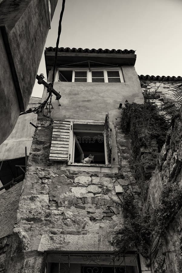 Cat steering out of the window, Rovinj traditional old town architecture, Istria, Croatia stock image Cat steering out of the window, Rovinj traditional old town architecture, Istria, Croatia stock image