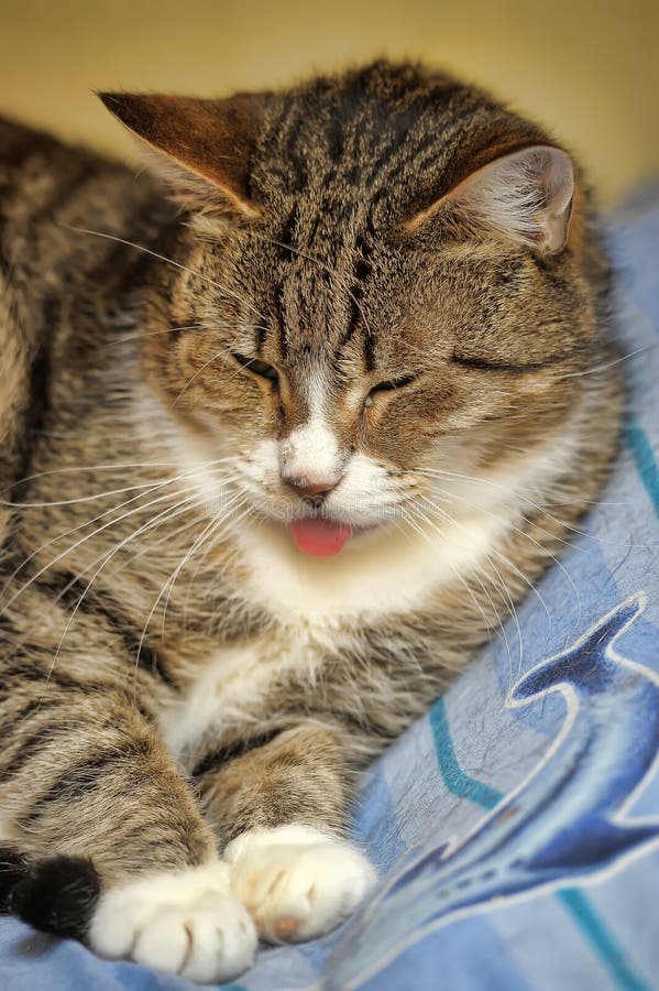 Cat Sticking Out Its Tongue Stock Photo Image of felis, detail 182965468