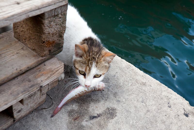 Cat with stolen fish stock image. Image of homeless, eyes 24600623