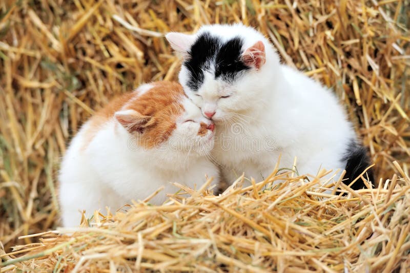 Cats snuggling together stock photo. Image of white, affection 19170396
