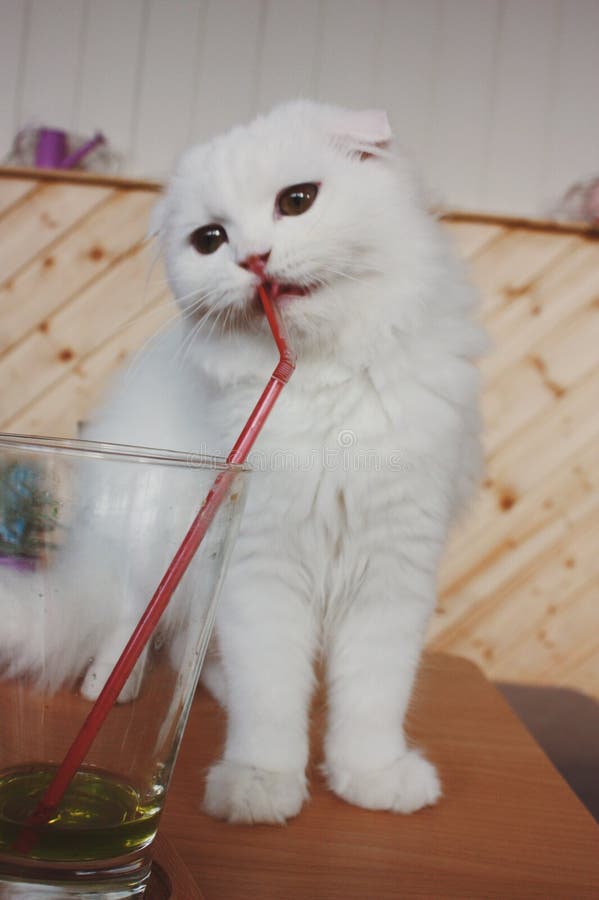 A cat with a straw stock photo. Image of naughty, bite 53208530