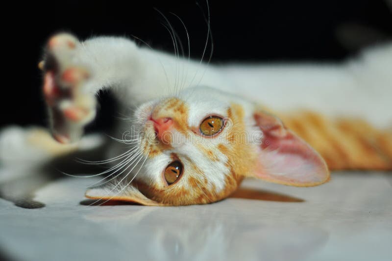 3,371 Cat Stretching Stock Photos Free & RoyaltyFree Stock Photos