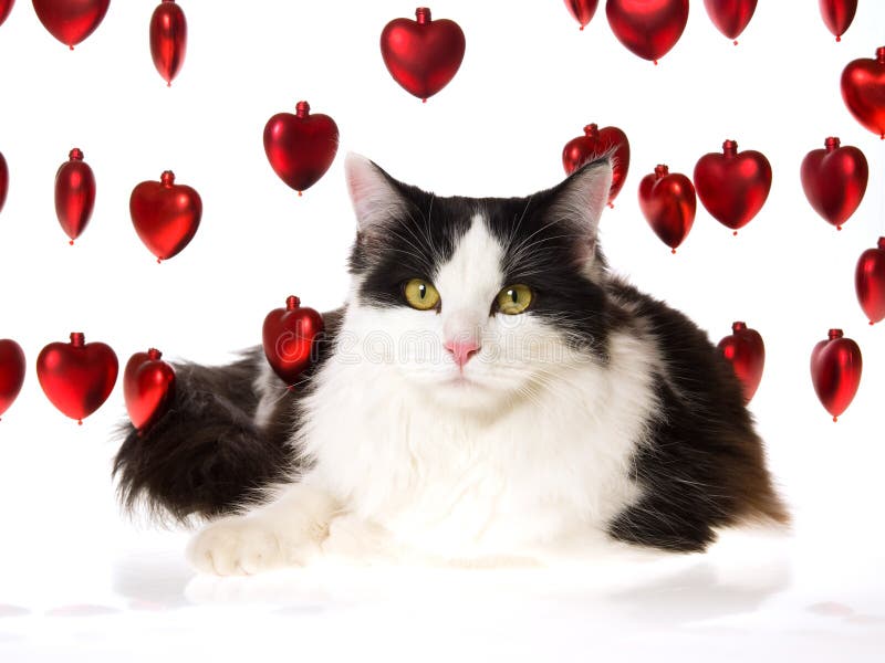 Cat with strings of red hearts on white