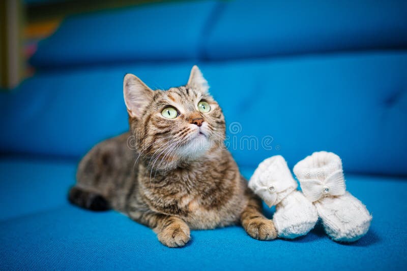 Cat, Striped, Blue Sofa, Baby Booties Stock Image Image of living