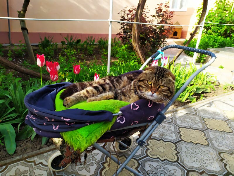 cat stroller