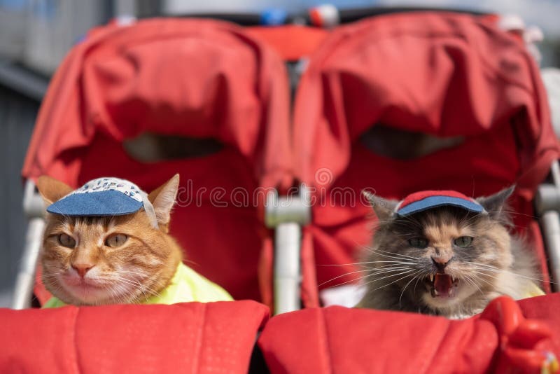 cat in stroller
