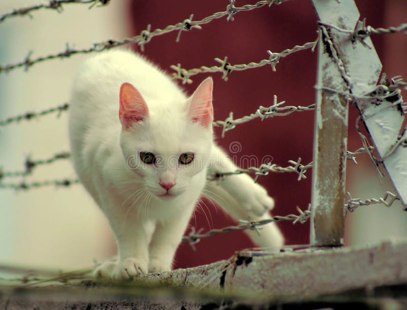 Cat Stuck in Barbed Wire