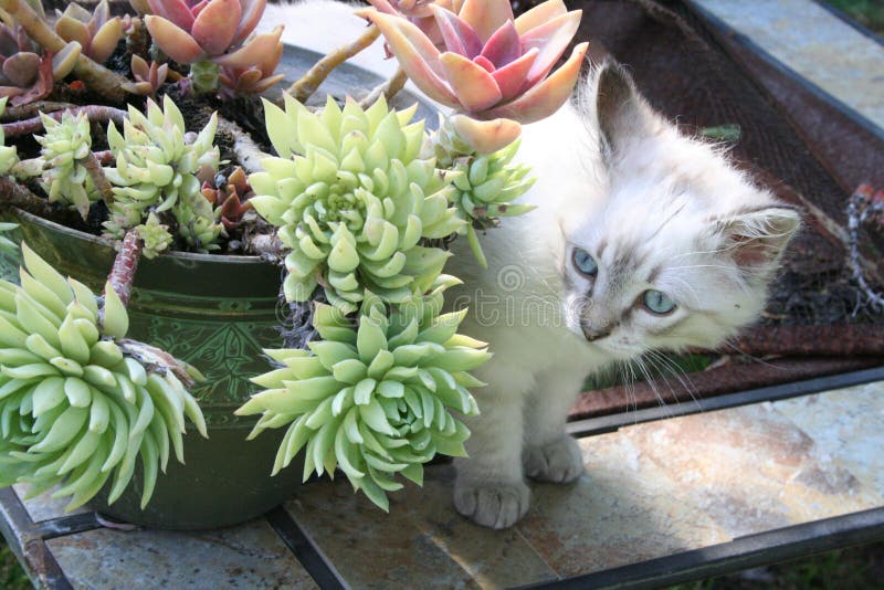 Cat and Succulents